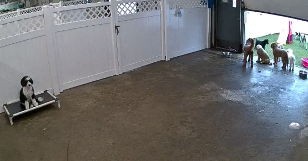 lonely dog in daycare