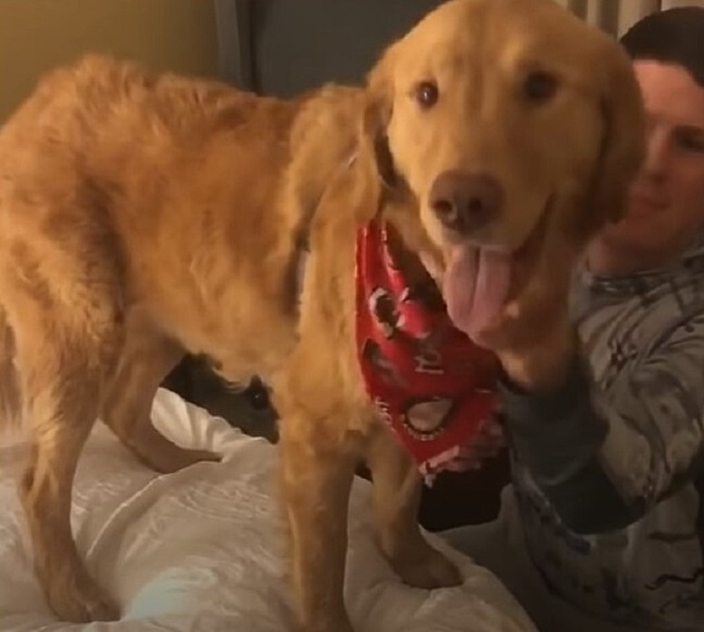 man and big brown dog