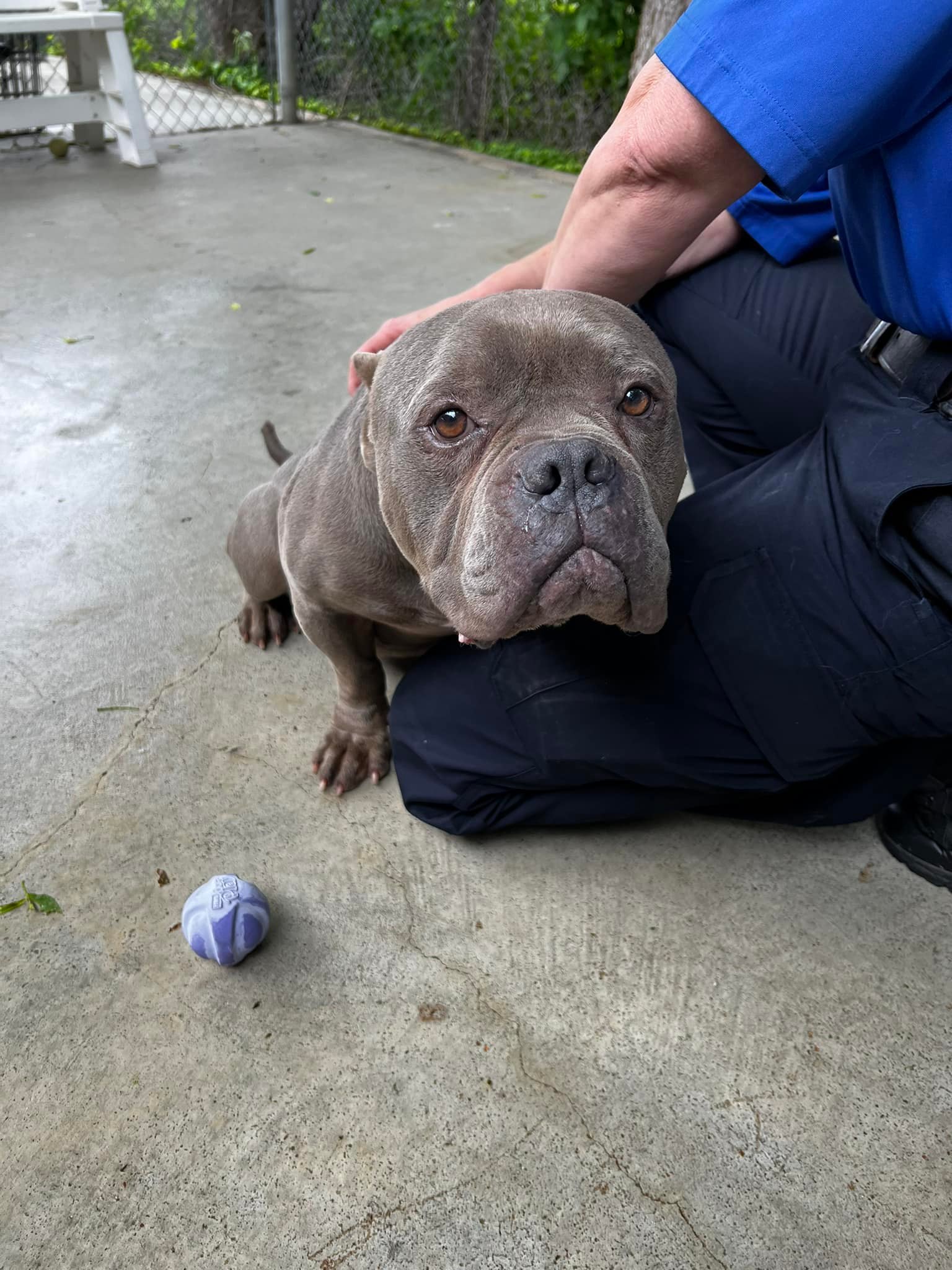 man and senior gray dog