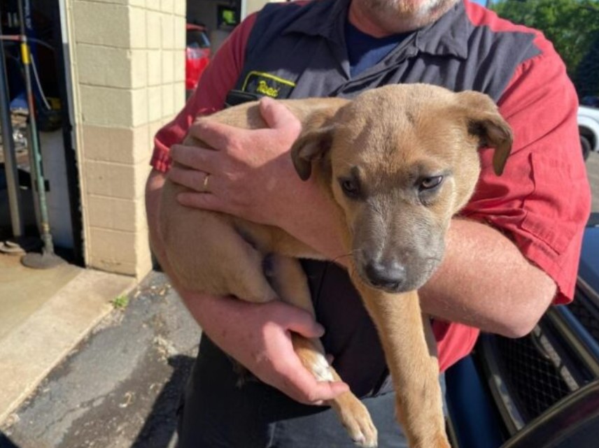 man holding a cute dog