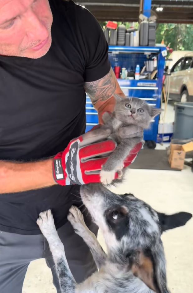 man holding a gray kitten