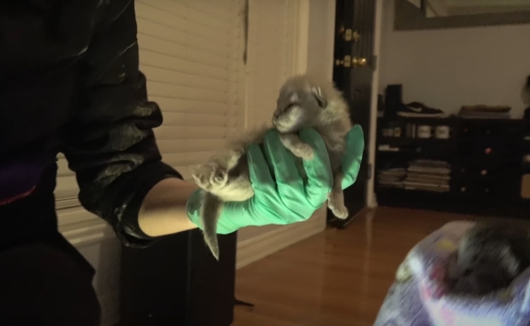man holding a newborn kitten