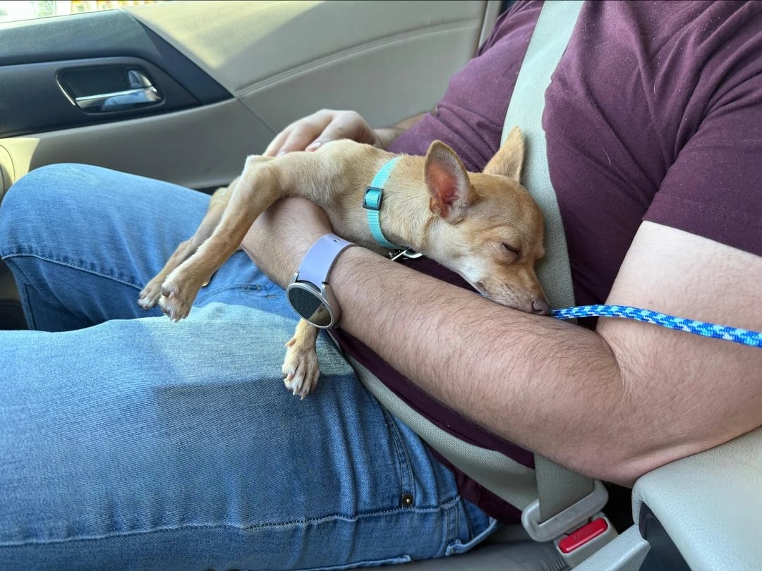 man holding a tiny puppy