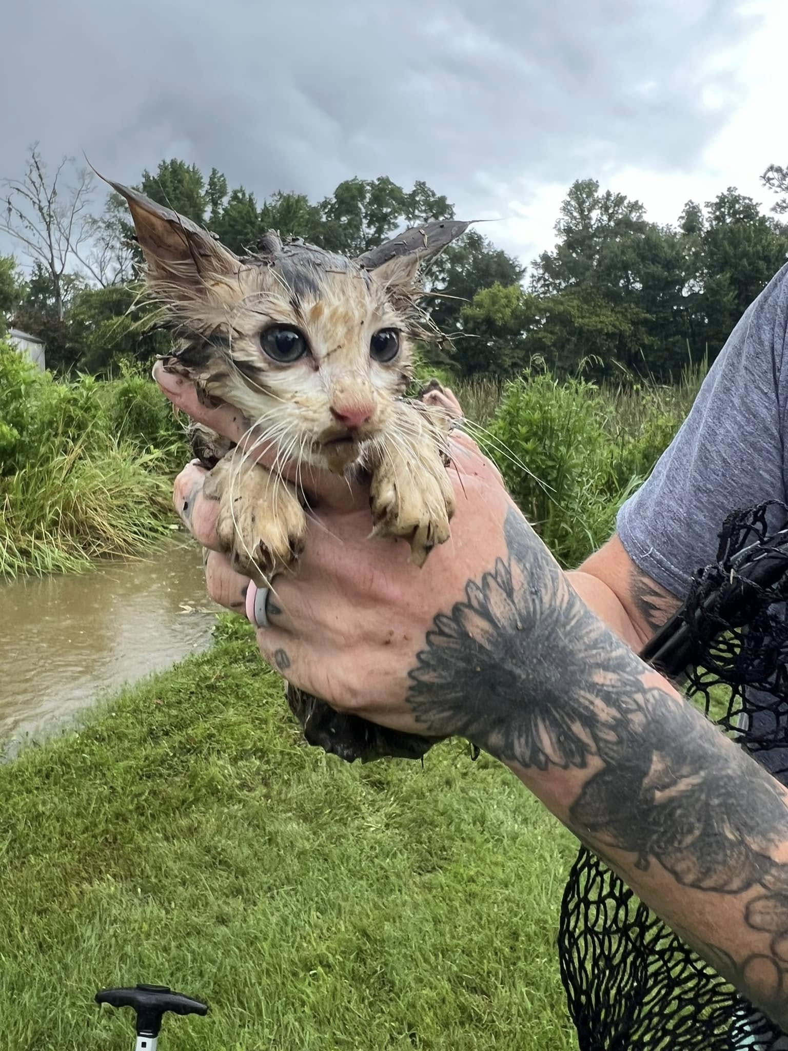 man holding a wet kitten