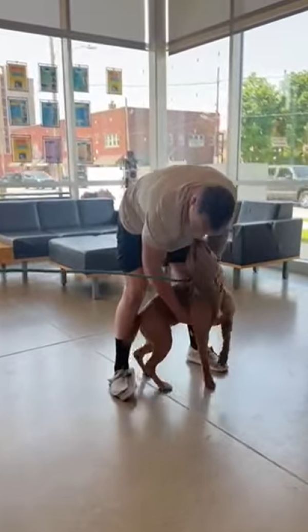 man playing with dog