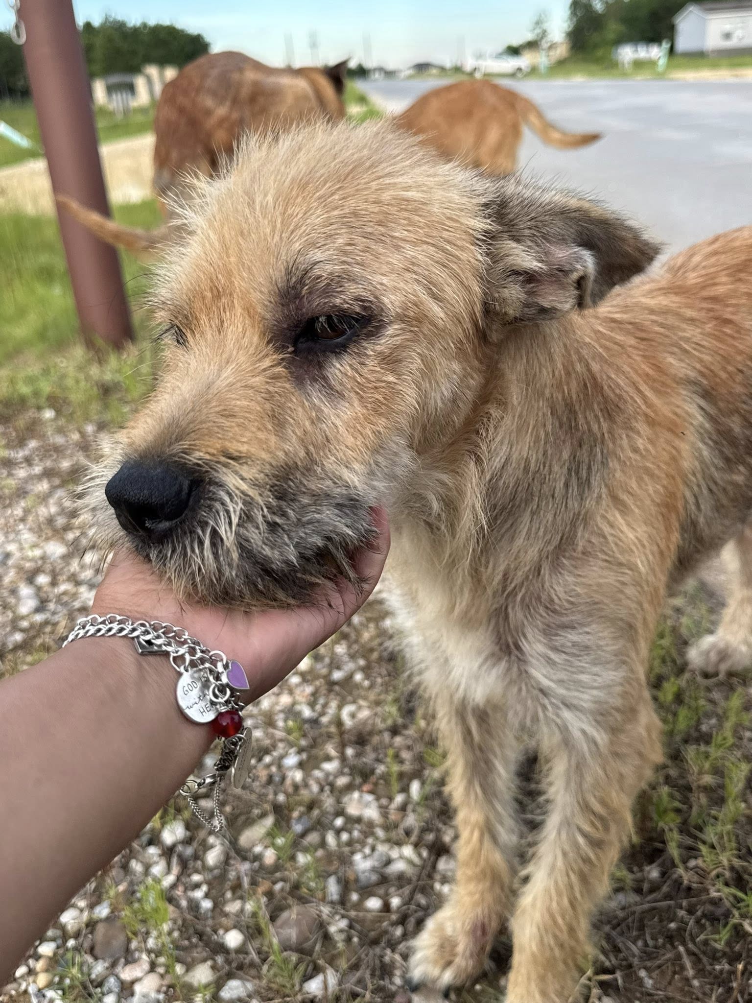 man playing with street dog