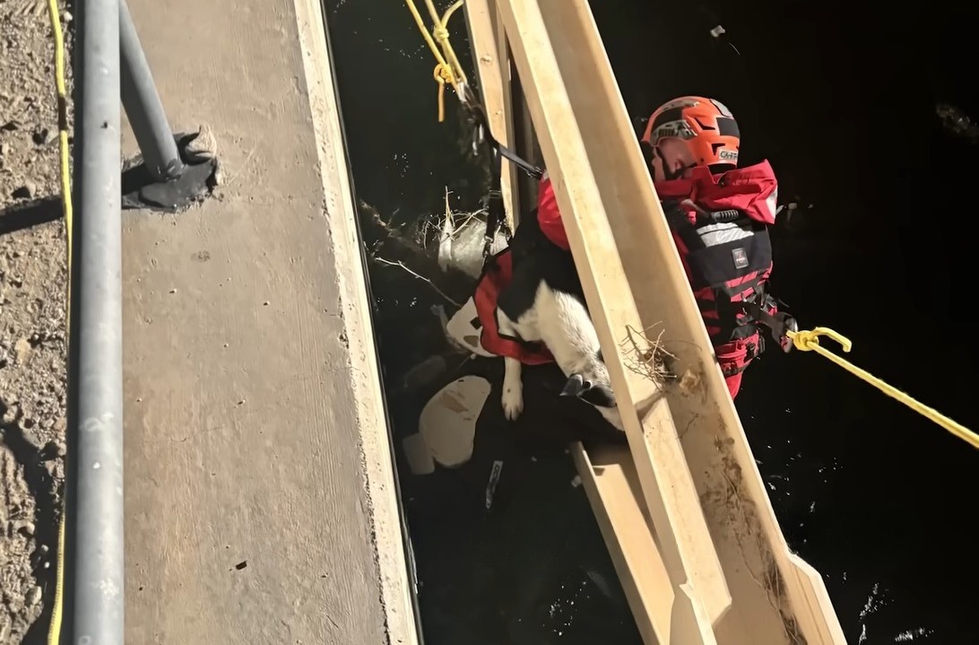 man saving a trapped dog