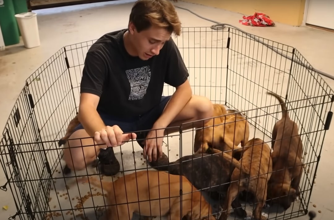 man with puppies in a fenced area