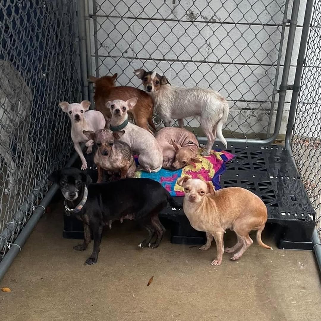 many dogs in crate