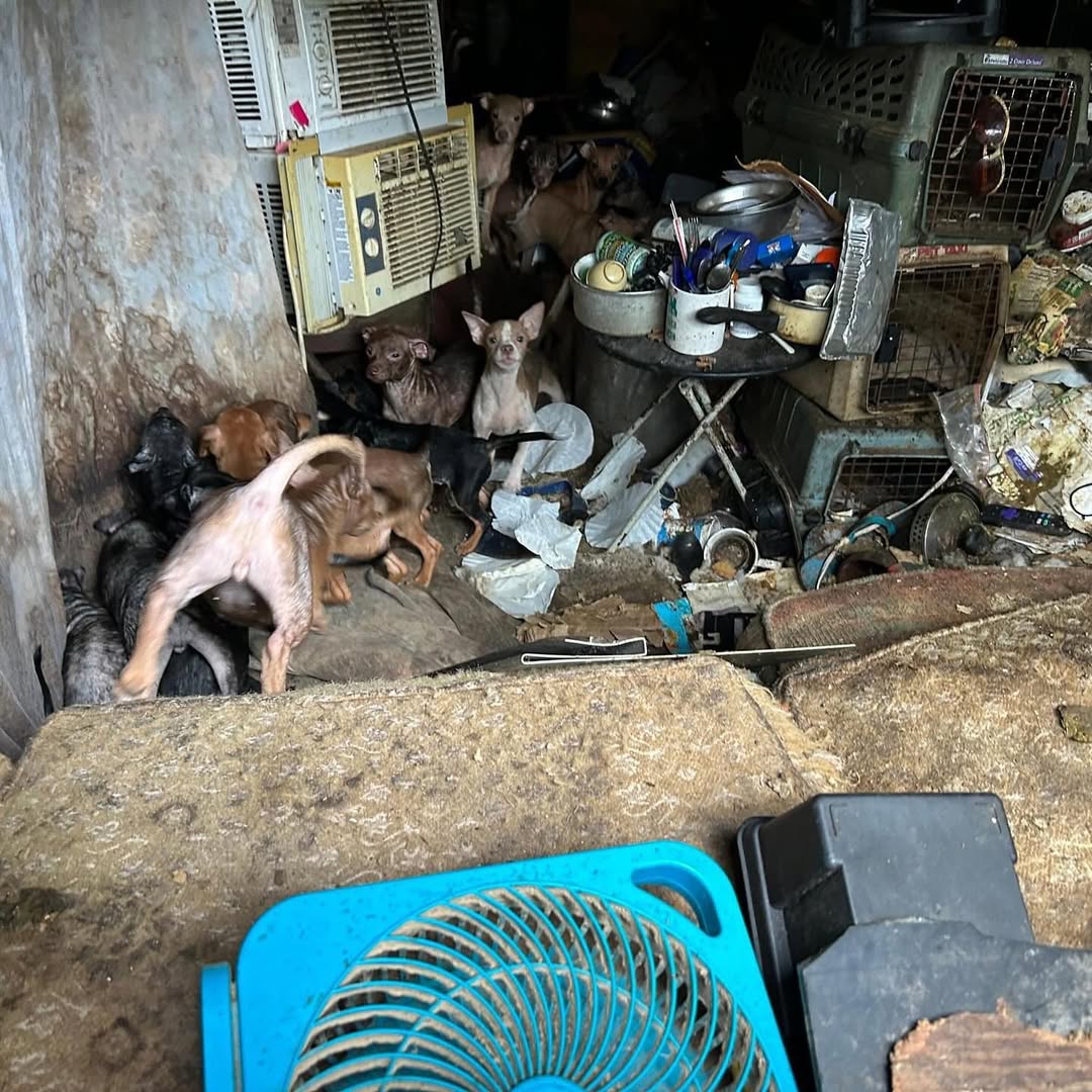 many dogs in trailer