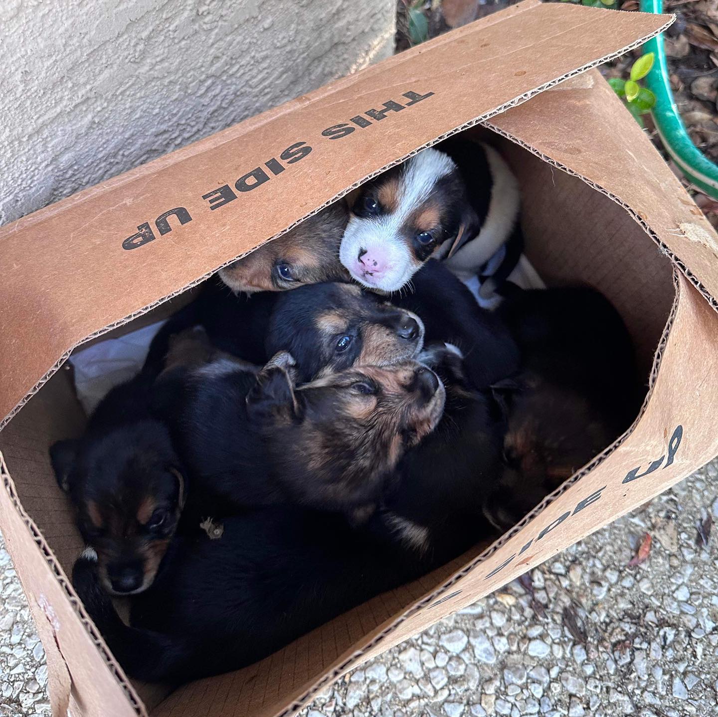 many puppies in box