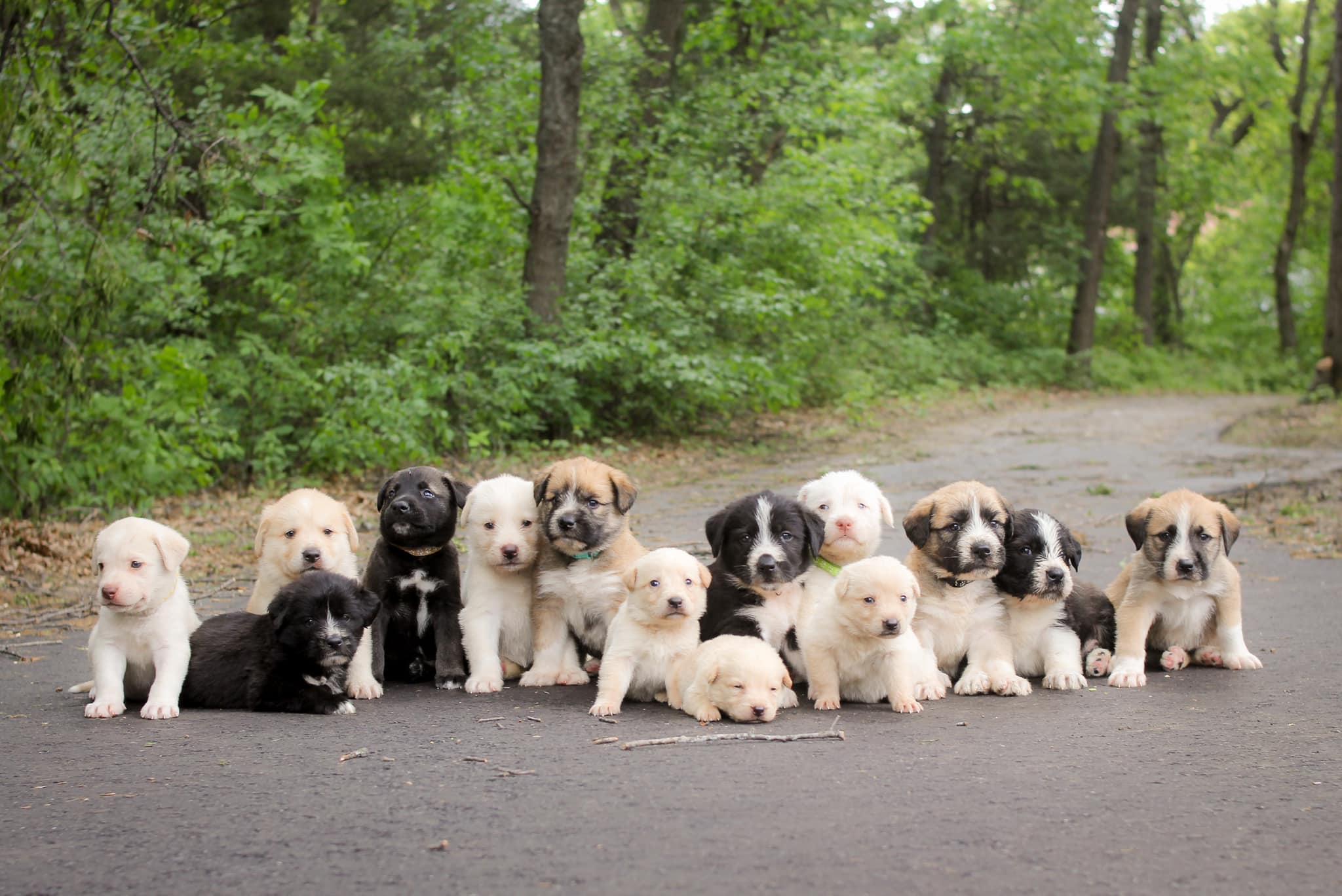 many puppies on road