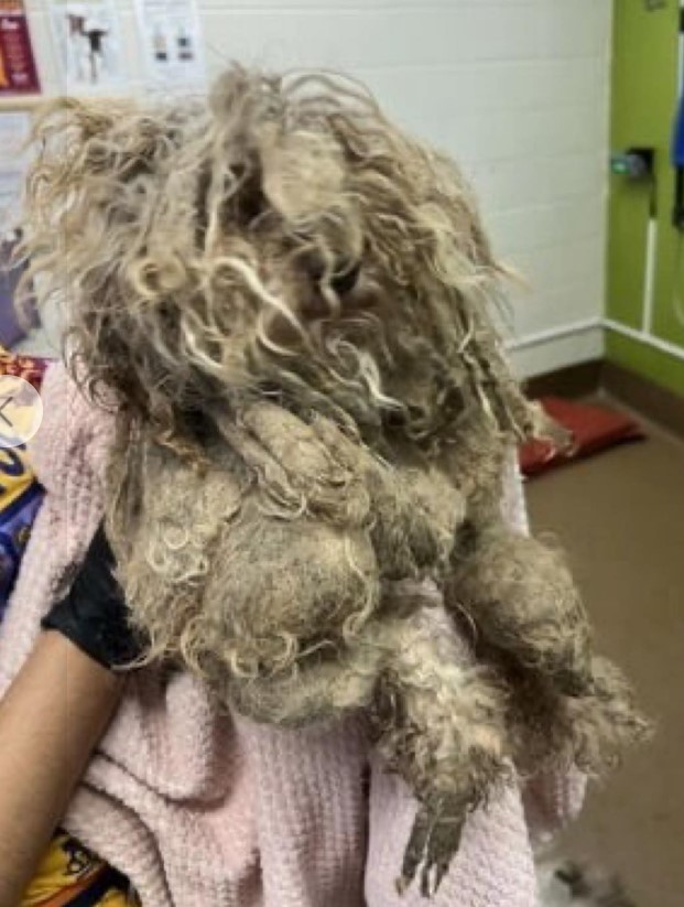 matted dog
