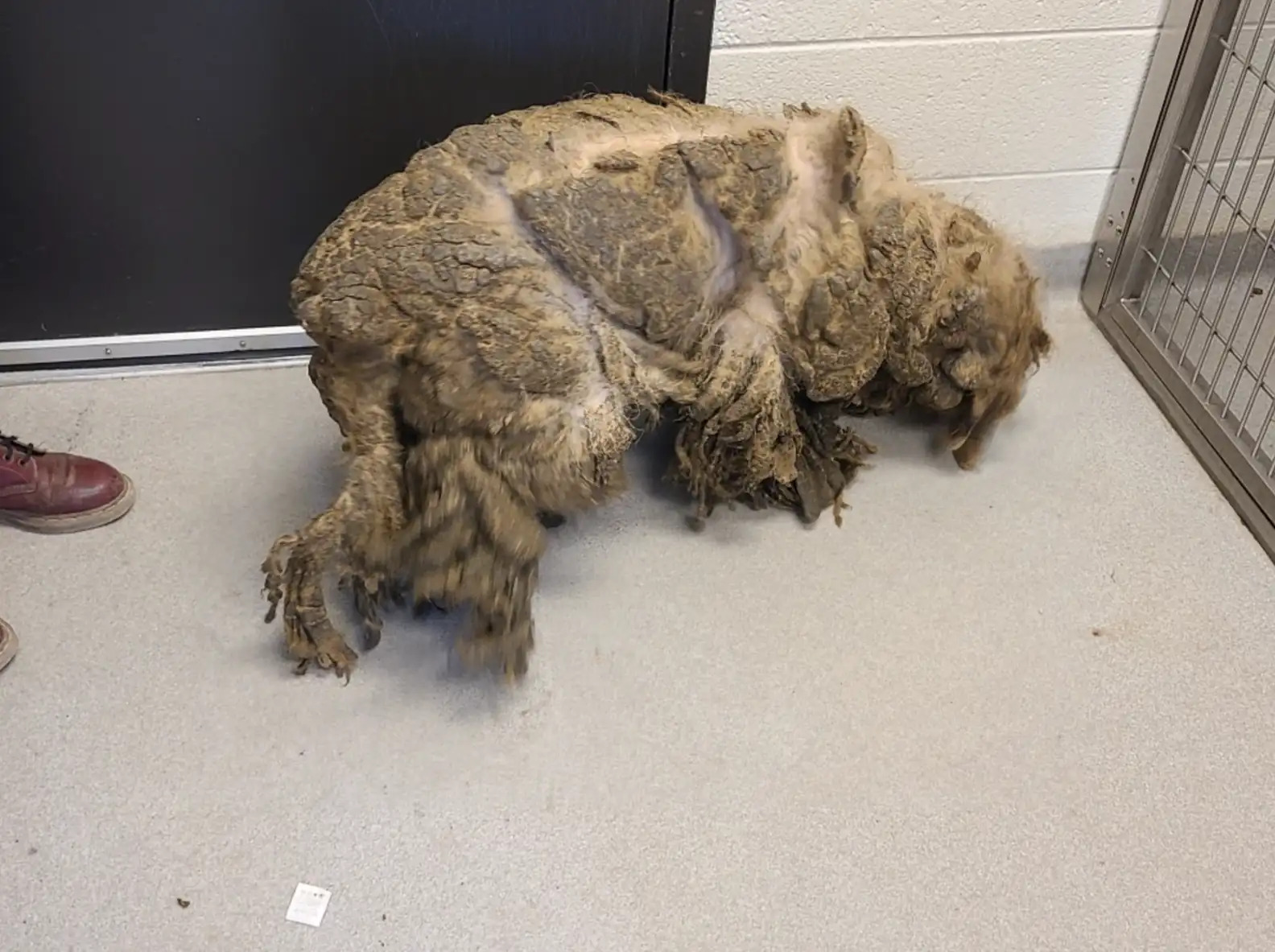 matted dog laying down