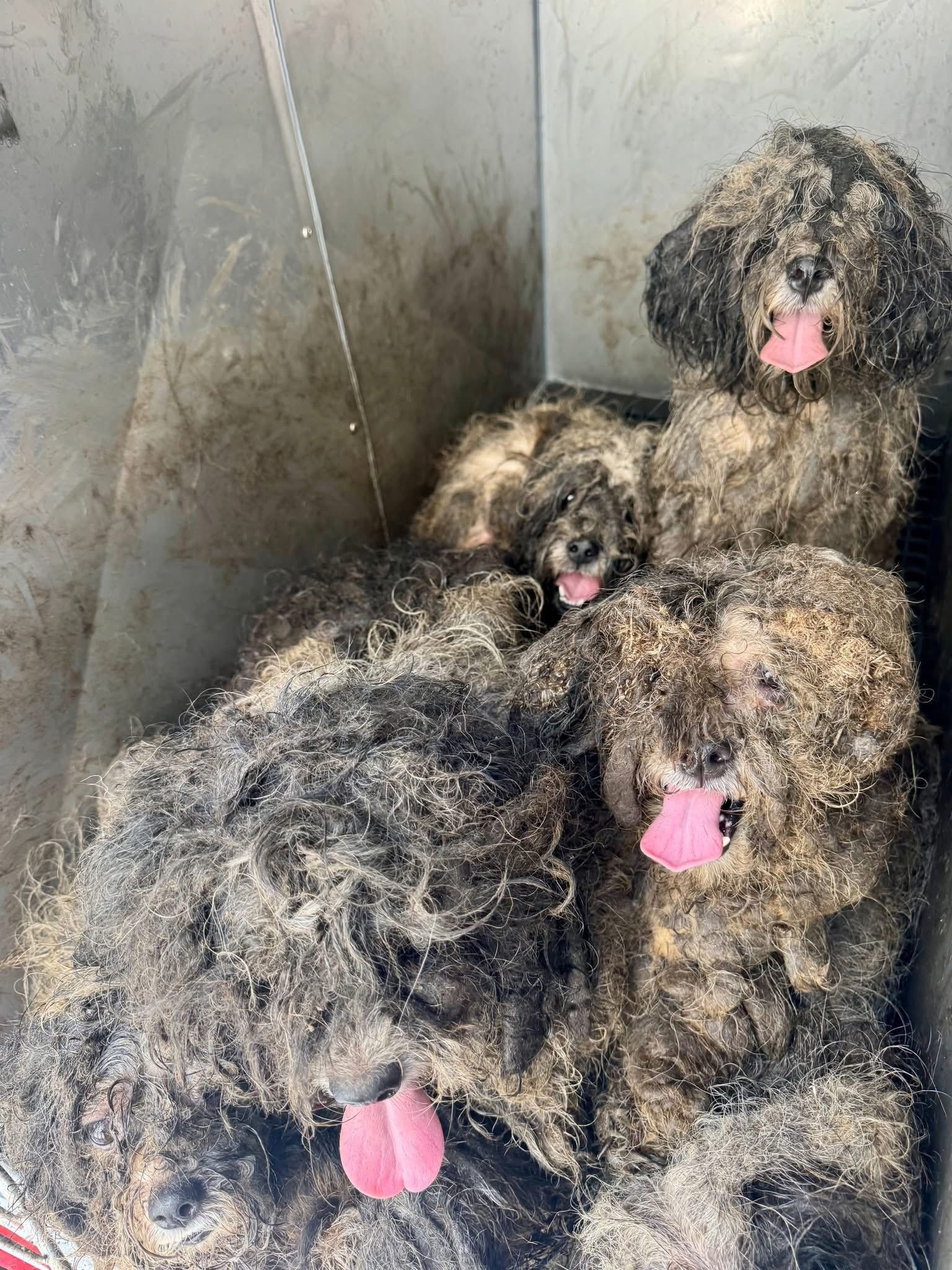 matted dogs