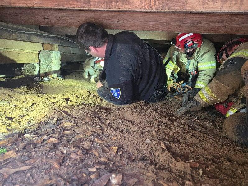 men pull the dog out from under the house