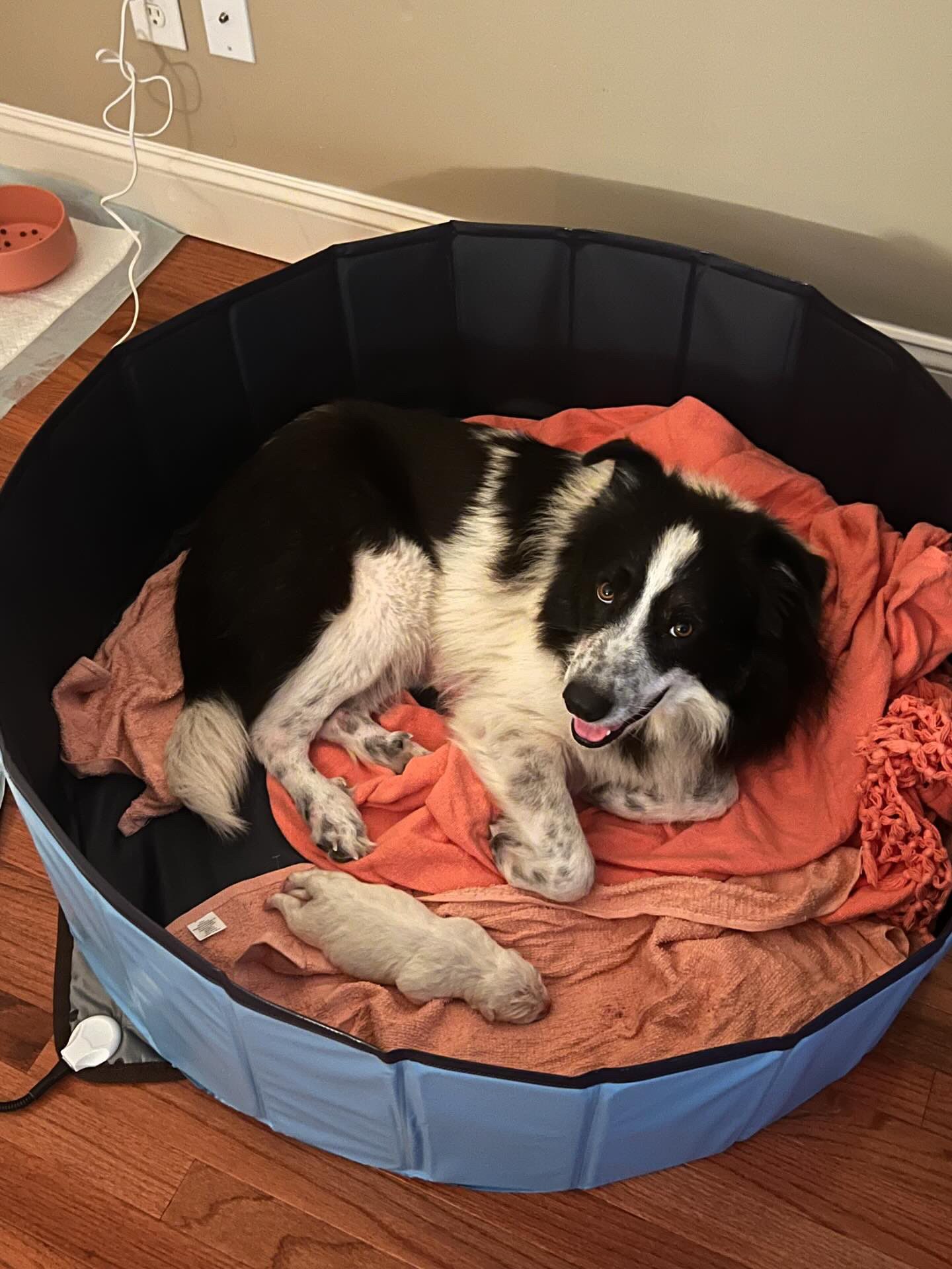 mother and sweet puppy