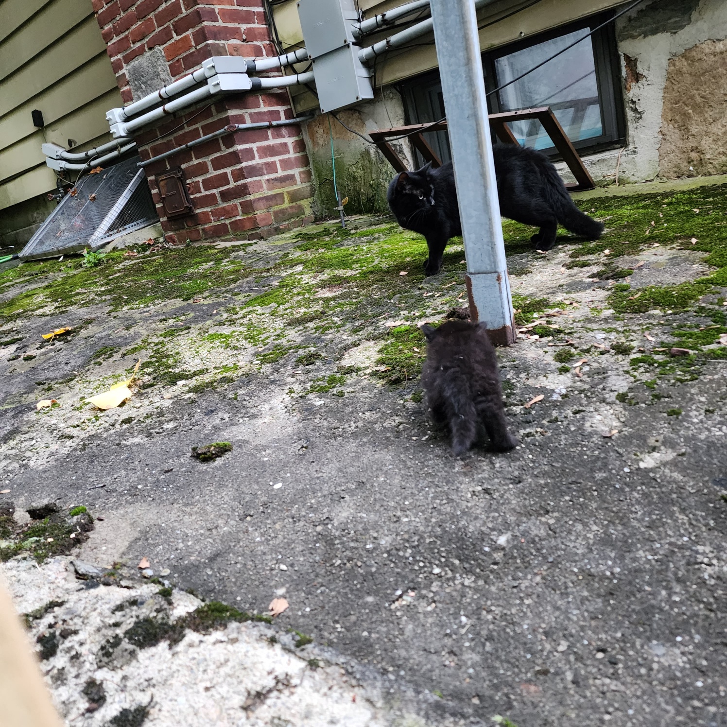 mother cat and kitten