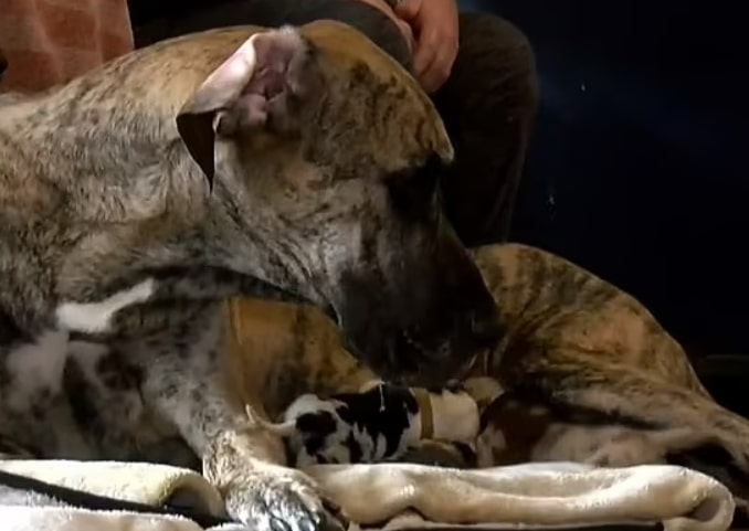 mother dog and newborns