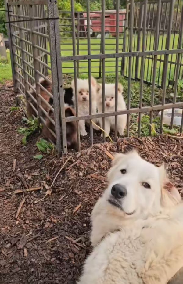 mother dog and newborns