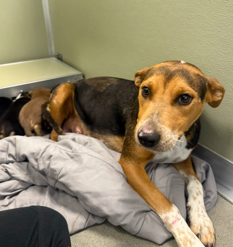 mother dog and puppies