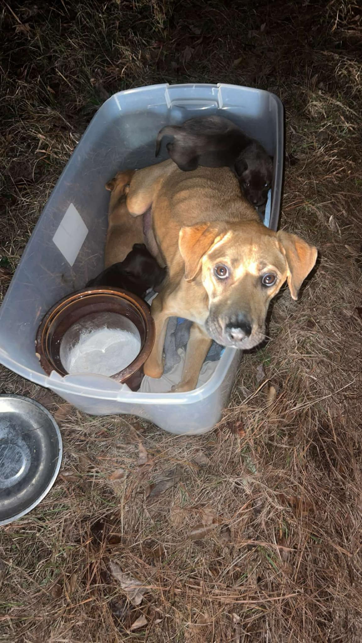 mother dog and puppies in bin