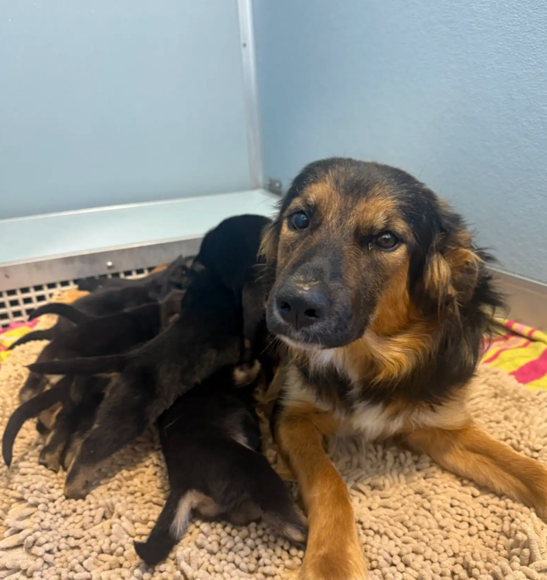 mother dog feeding a puppies