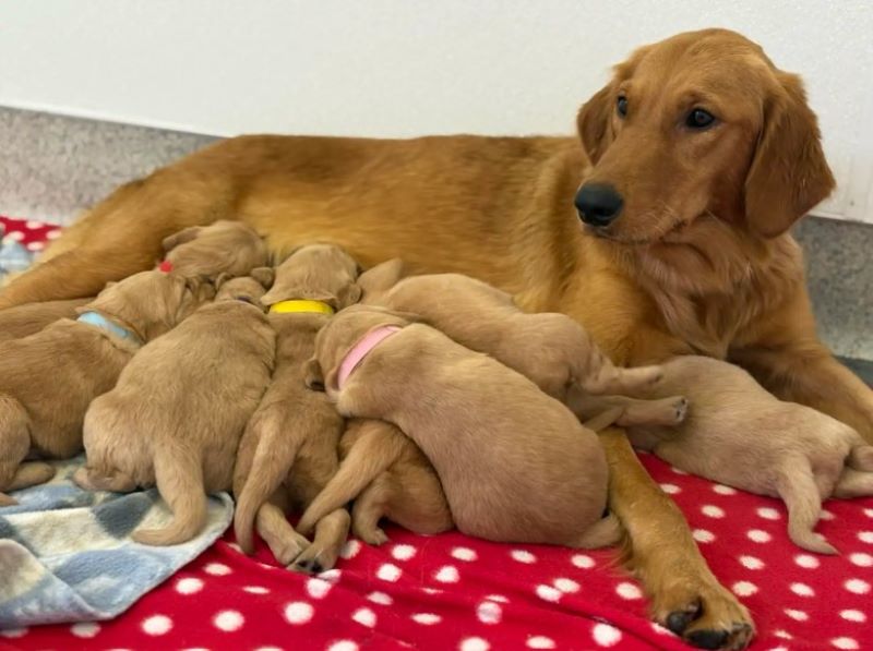 mother dog feeding a puppies