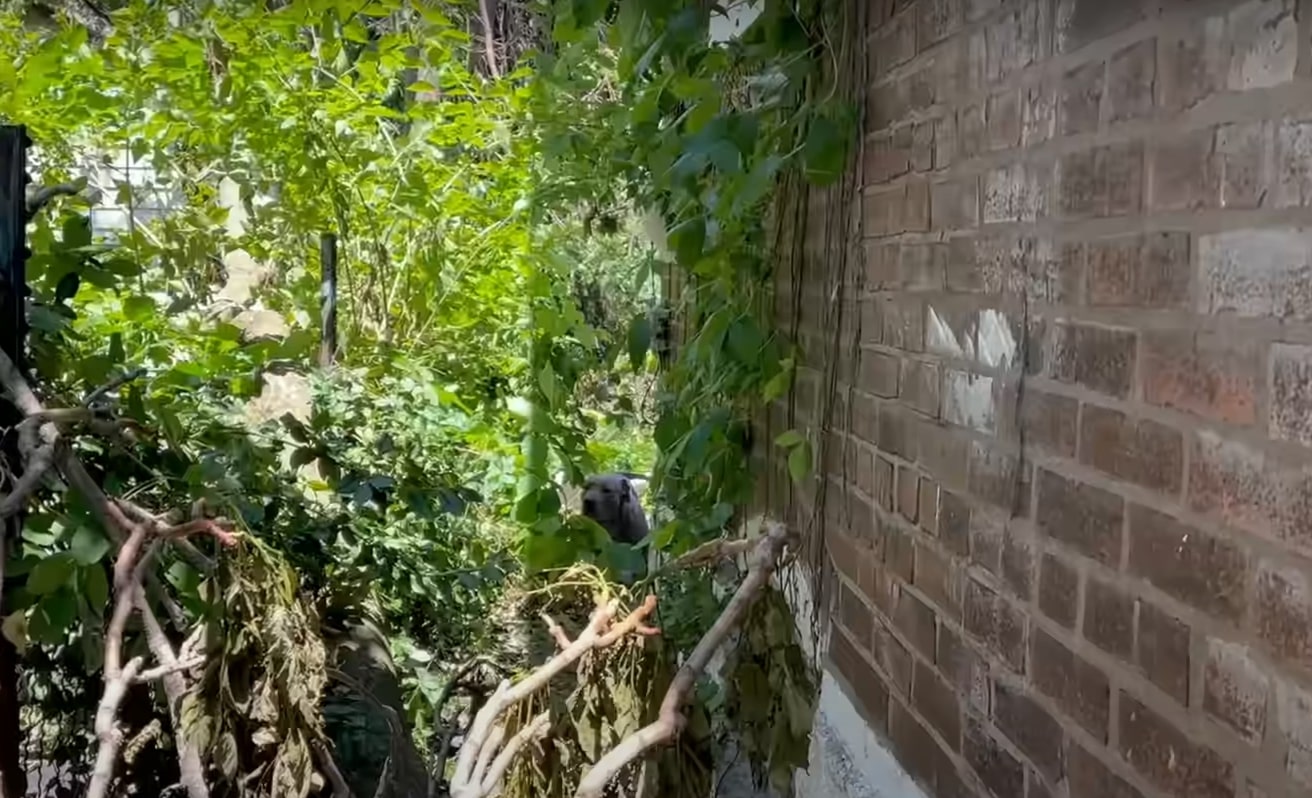 mother dog near abandoned house