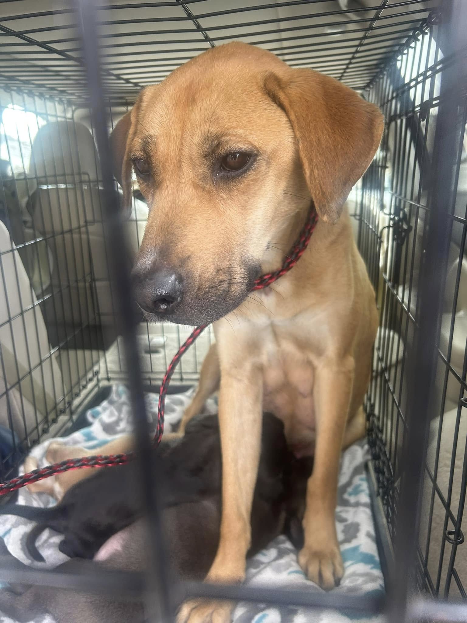 mother dog with puppies in crate