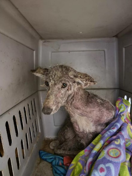 neglected dog in house