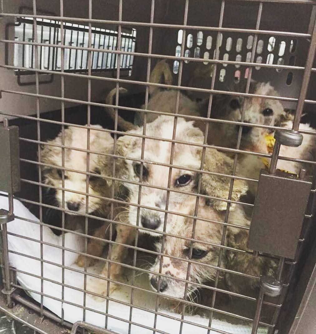 neglected puppies in crate