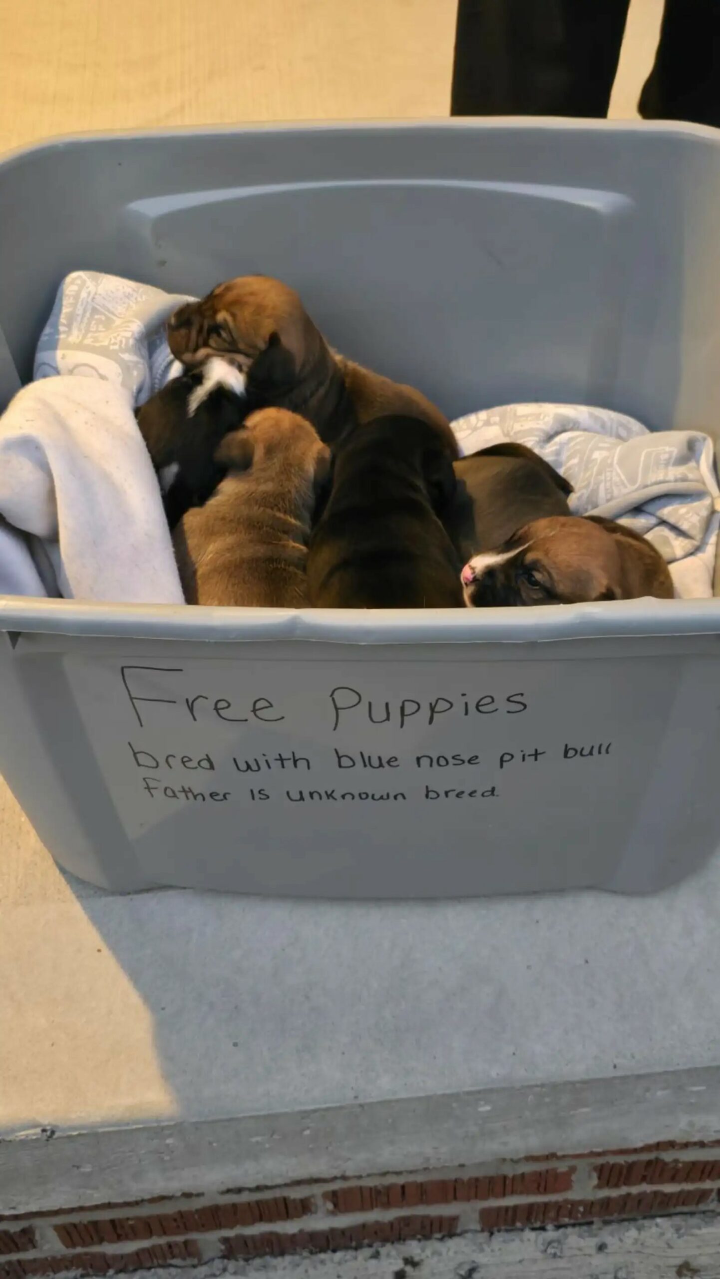newborn puppies