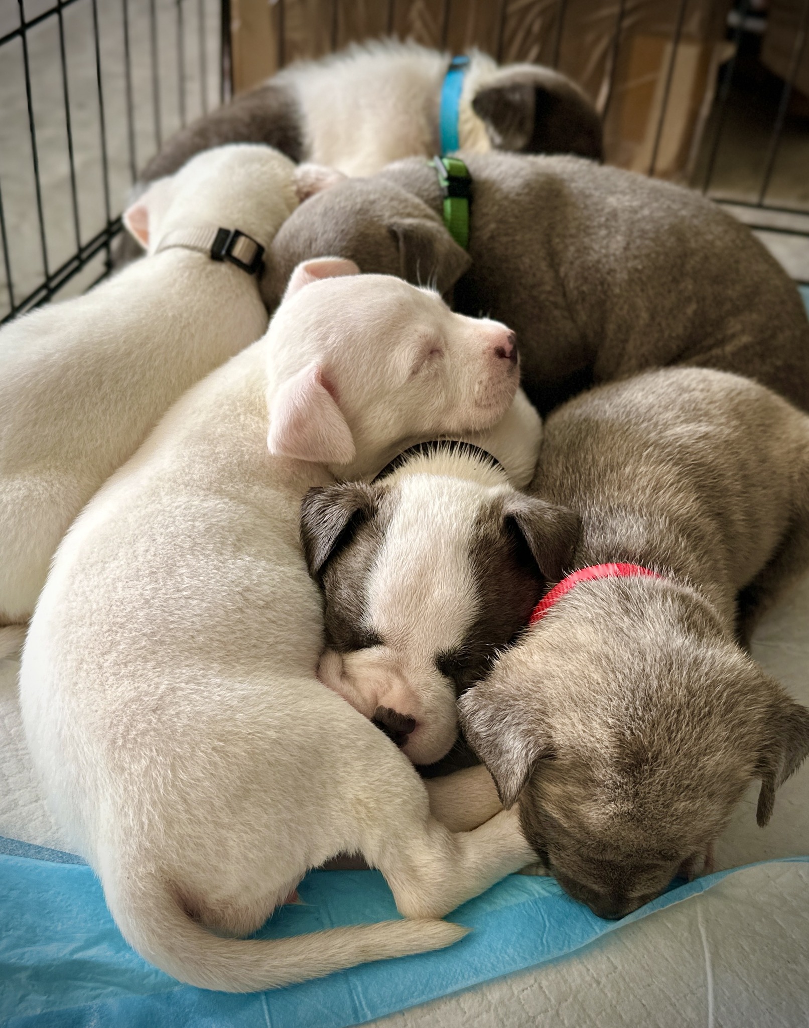 newborn puppies in crate