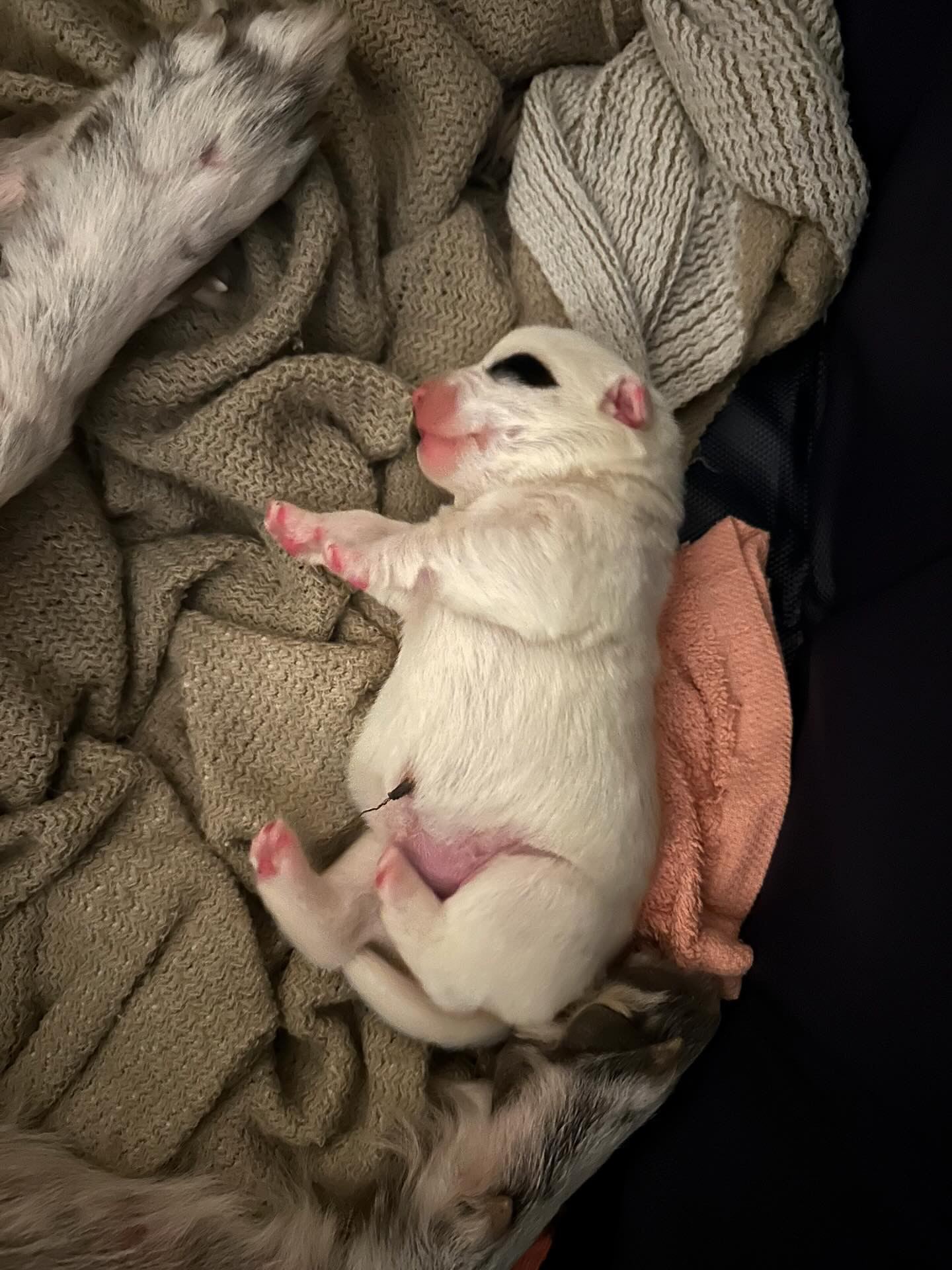 newborn white puppy