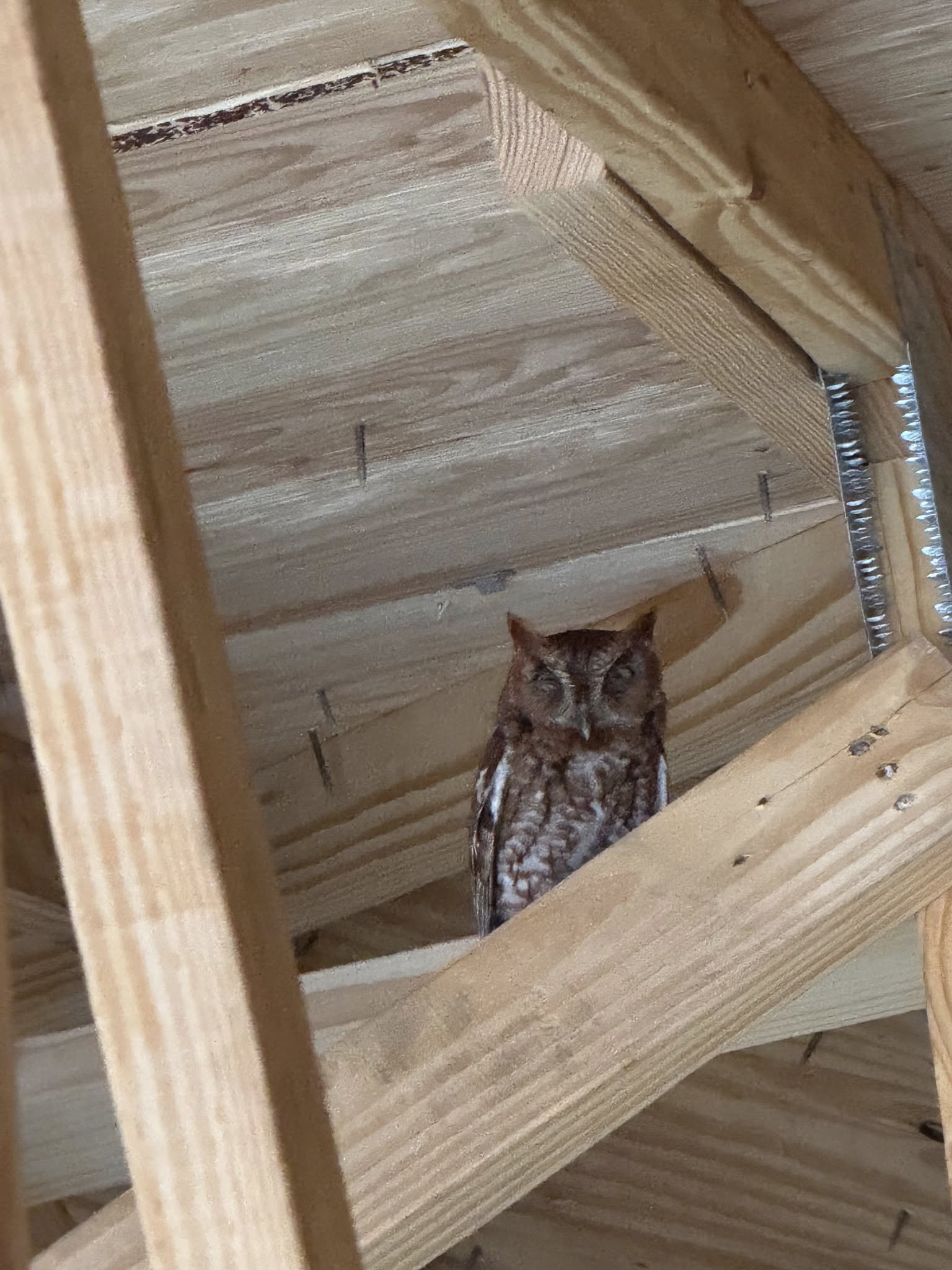 owl in house