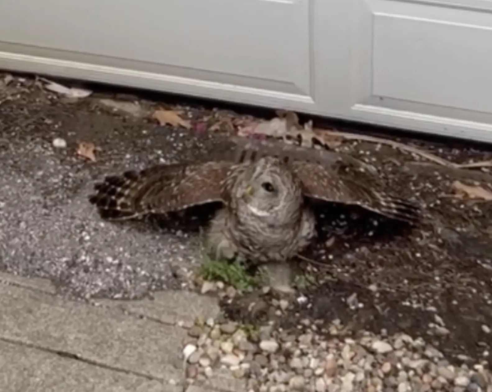owl on ground