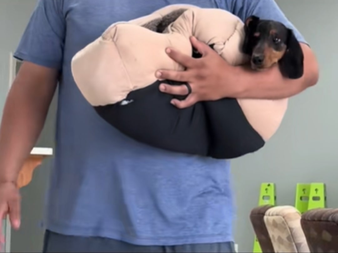 owner holding a dog