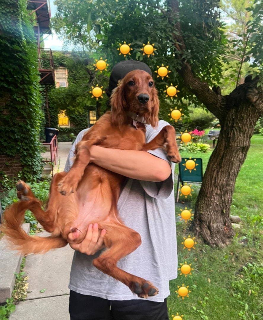 owner holding a giant brown dog