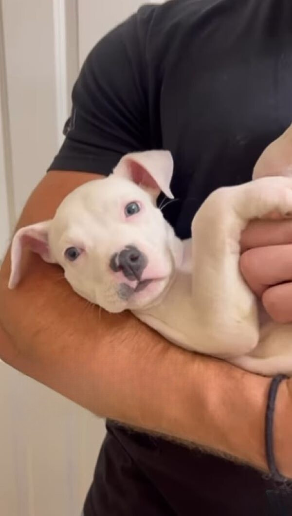 owner holding a tiny white puppy