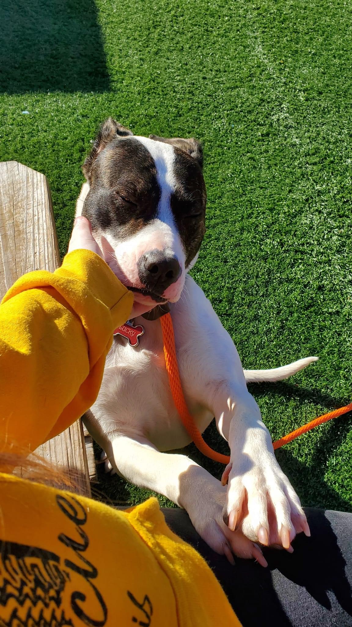 owner petting a sweet dog