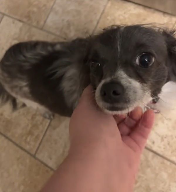 owner petting chihuahu