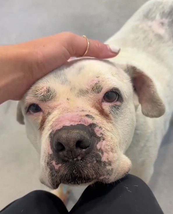 owner petting white dog