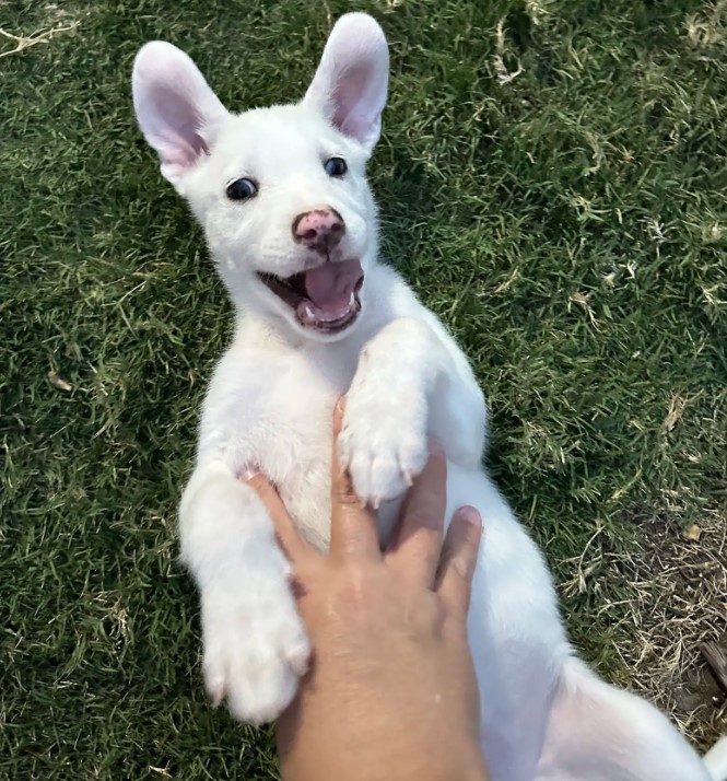 owner playing with white puppy