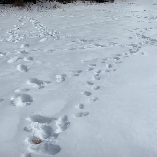 paws in snow