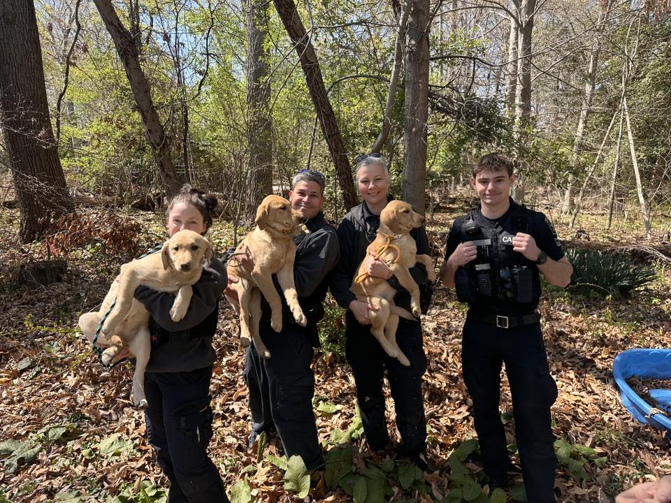 people and brown dogs