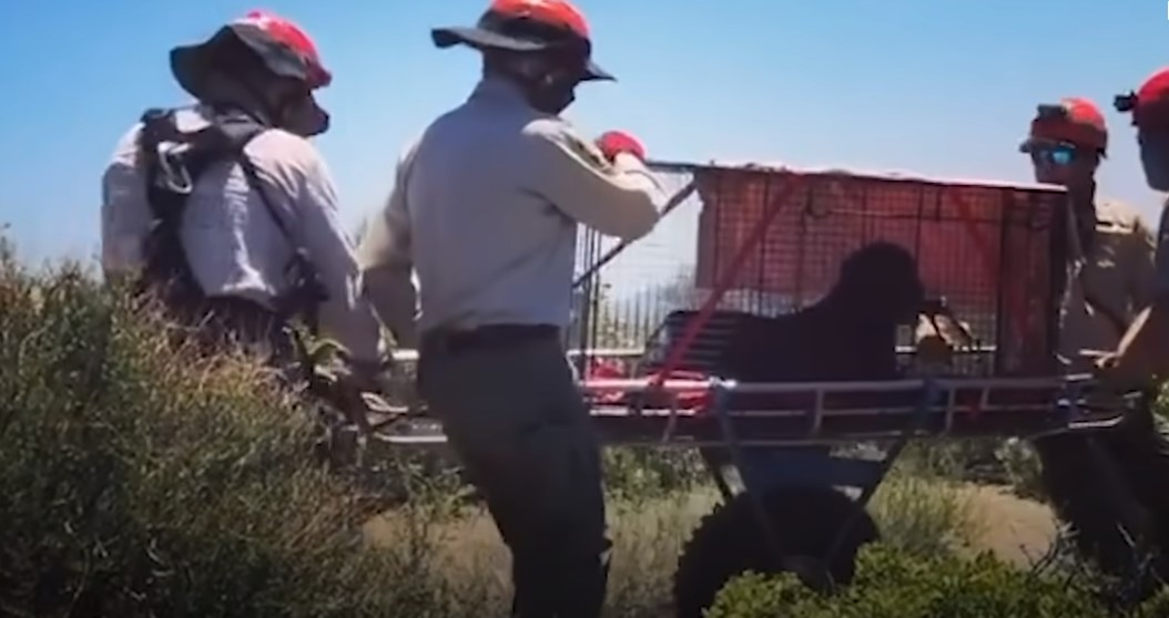 people and dog in crate