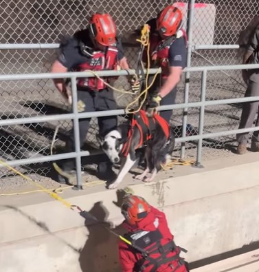people in action of saving dog