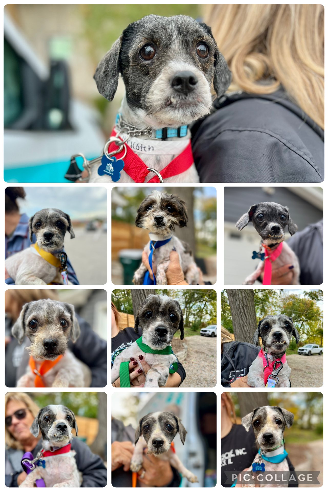 pictures of shaved dogs