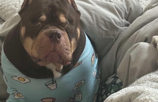 pit bull in pajamas